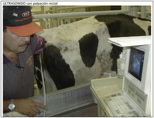 Castración de vaquillas para exportación y engorda: Una propuesta de cambio para el protocolo. - Image 57