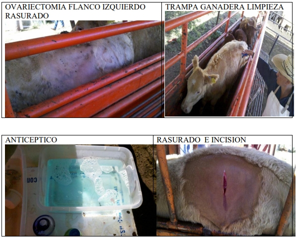 Castración de vaquillas para exportación y engorda: Una propuesta de cambio para el protocolo. - Image 15