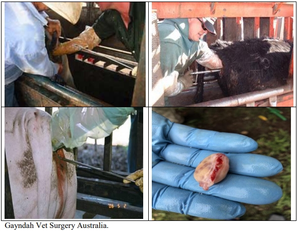 Castración de vaquillas para exportación y engorda: Una propuesta de cambio para el protocolo. - Image 39