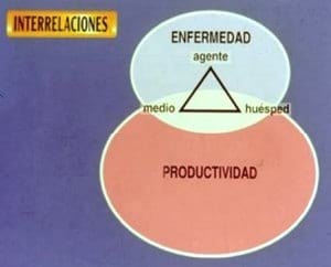 Interrelación de los Agentes Respiratorios y su control en las Operaciones Avícolas - Image 1