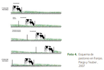 Importancia del pastoreo para lograr una producción ganadera rentable - Image 3