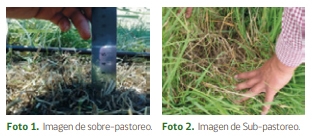 Importancia del pastoreo para lograr una producción ganadera rentable - Image 1