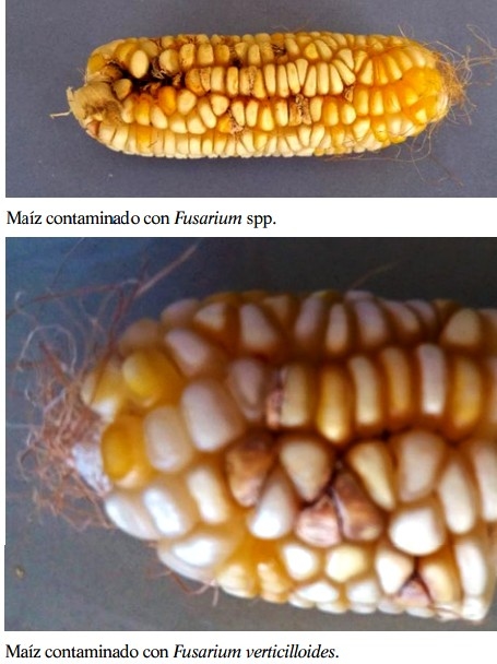 Las micotoxinas ocultas o modificadas - Image 1