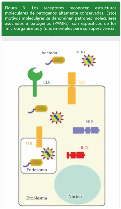 Terapia genética: una buena alternativa para la lucha contra las enfermedades infecciosas - Image 4