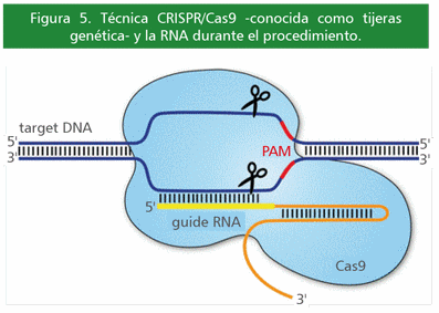 Terapia genética: una buena alternativa para la lucha contra las enfermedades infecciosas - Image 9