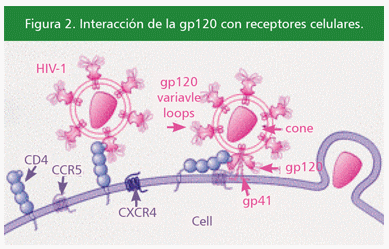 Terapia genética: una buena alternativa para la lucha contra las enfermedades infecciosas - Image 3