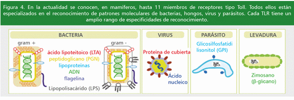 Terapia genética: una buena alternativa para la lucha contra las enfermedades infecciosas - Image 5