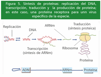 Terapia genética: una buena alternativa para la lucha contra las enfermedades infecciosas - Image 6