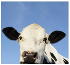 Dolor animal - Image 1