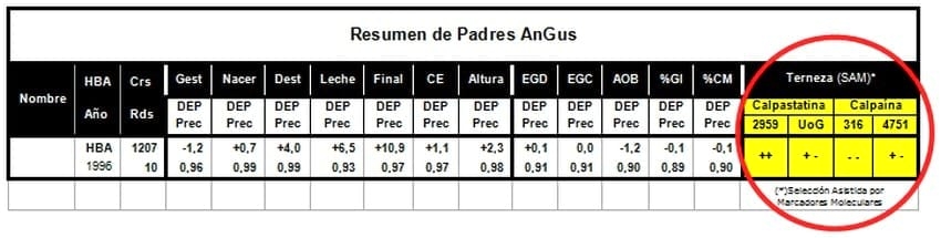 Genes de Terneza, análisis de ADN para Terneza. Calpaína y Calpastatina. - Image 1