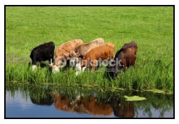 Sectores críticos en el ciclo de vida de la hembra bovina tipo leche; cuidados biotécnicos y manejo para el buen desarrollo, salud, bienestar y productividad - Image 14