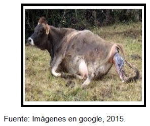 Sectores críticos en el ciclo de vida de la hembra bovina tipo leche; cuidados biotécnicos y manejo para el buen desarrollo, salud, bienestar y productividad - Image 7