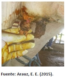 Sectores críticos en el ciclo de vida de la hembra bovina tipo leche; cuidados biotécnicos y manejo para el buen desarrollo, salud, bienestar y productividad - Image 19