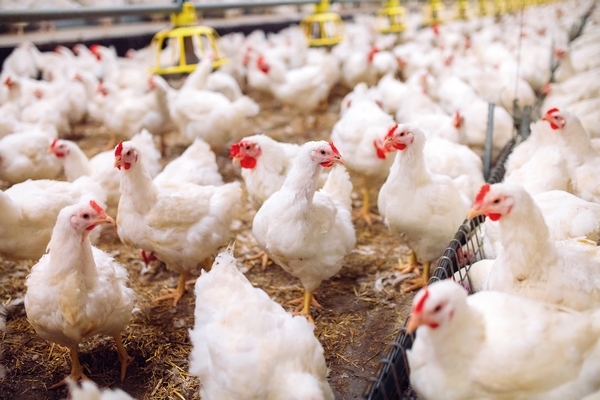 El impacto de la nutrición sobre la salud intestinal y el bienestar de las aves - Image 4