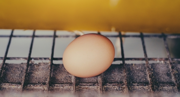 El impacto de la nutrición sobre la salud intestinal y el bienestar de las aves - Image 2