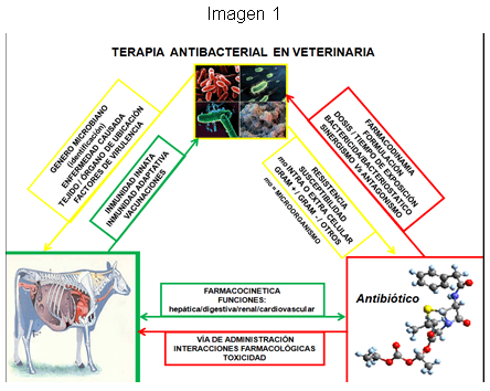 Interacciones farmacológicas adversas en bovinos - Image 7