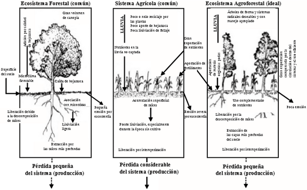 Asociación de especies arbóreas forrajeras para mejorar la productividad y el reciclaje de nutrimentos - Image 1
