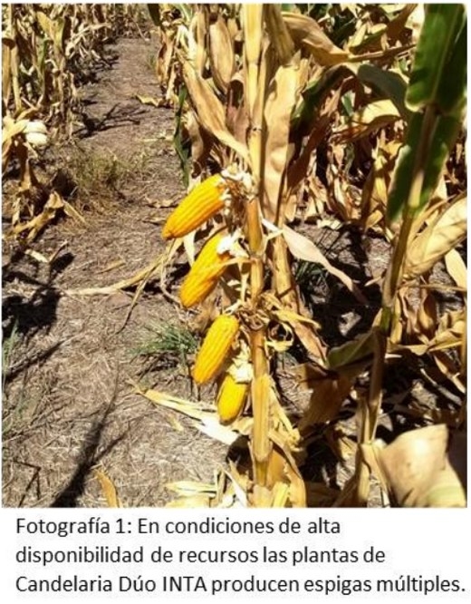 Maíz: Uso de variedades de polinización abierta - Image 2