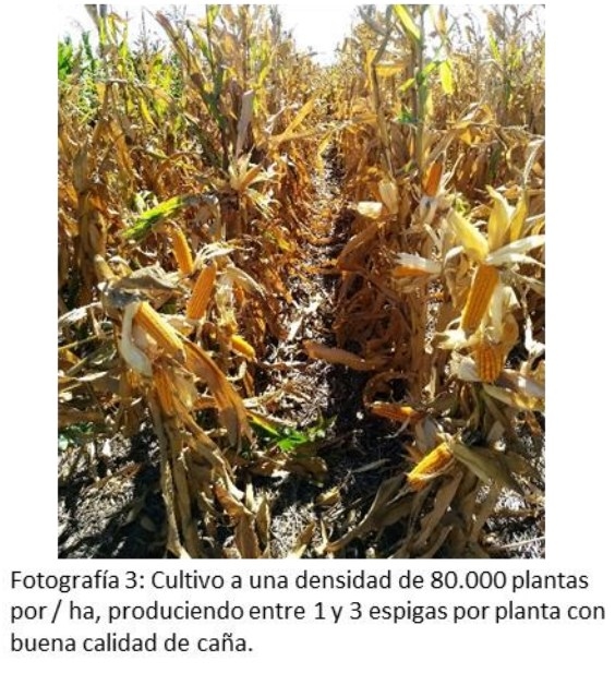 Maíz: Uso de variedades de polinización abierta - Image 4