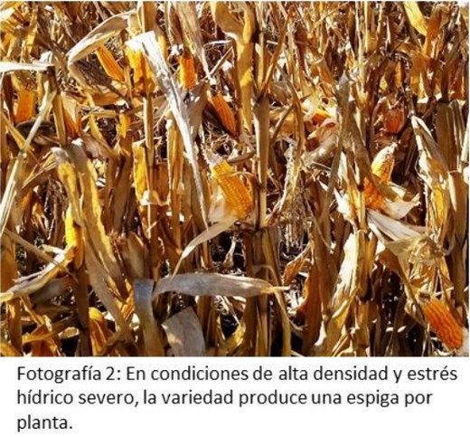 Maíz: Uso de variedades de polinización abierta - Image 3