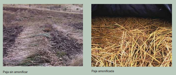 Guía de suplementación alimenticia estratégica para bovinos en época seca - Image 95