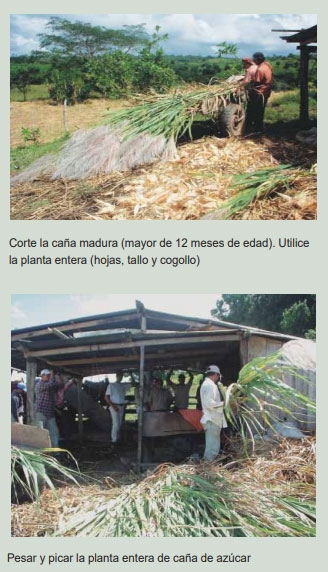 Guía de suplementación alimenticia estratégica para bovinos en época seca - Image 61