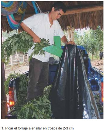 Guía de suplementación alimenticia estratégica para bovinos en época seca - Image 39