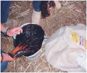 Guía de suplementación alimenticia estratégica para bovinos en época seca - Image 81