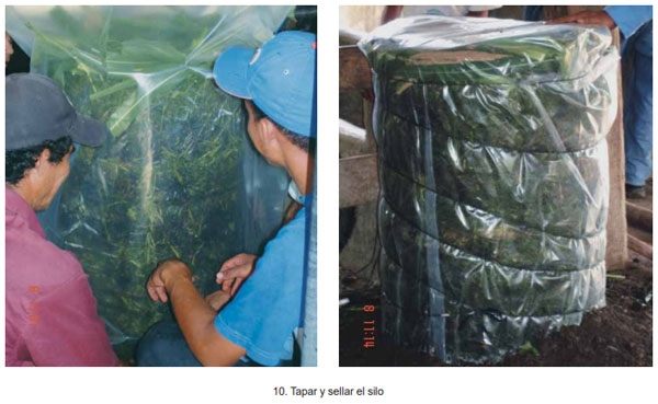 Guía de suplementación alimenticia estratégica para bovinos en época seca - Image 31