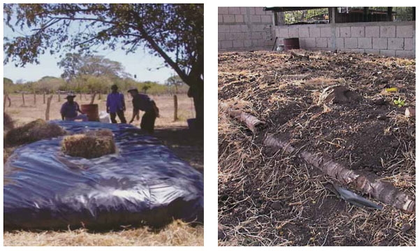 Guía de suplementación alimenticia estratégica para bovinos en época seca - Image 92