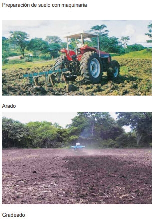 Guía de suplementación alimenticia estratégica para bovinos en época seca - Image 57