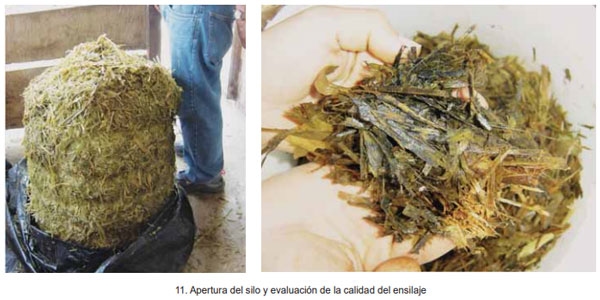 Guía de suplementación alimenticia estratégica para bovinos en época seca - Image 32