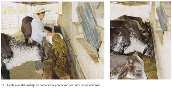 Guía de suplementación alimenticia estratégica para bovinos en época seca - Image 33