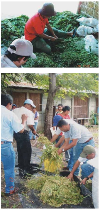 Guía de suplementación alimenticia estratégica para bovinos en época seca - Image 34