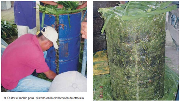 Guía de suplementación alimenticia estratégica para bovinos en época seca - Image 30