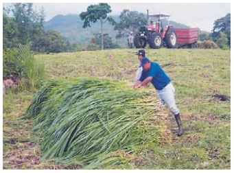Guía de suplementación alimenticia estratégica para bovinos en época seca - Image 8