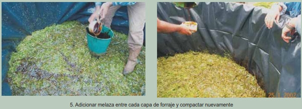 Guía de suplementación alimenticia estratégica para bovinos en época seca - Image 20