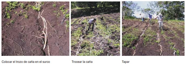Guía de suplementación alimenticia estratégica para bovinos en época seca - Image 59
