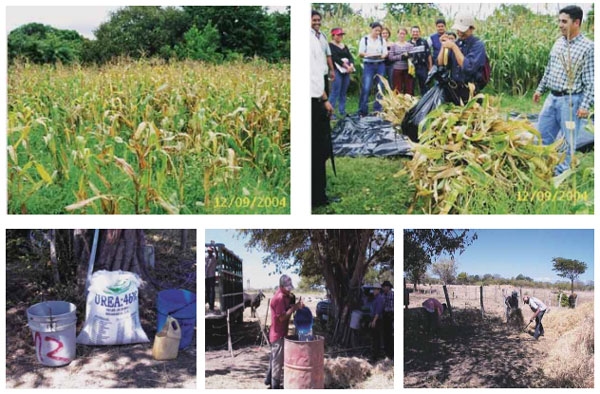 Guía de suplementación alimenticia estratégica para bovinos en época seca - Image 86