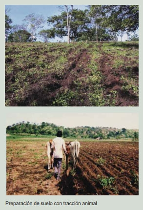 Guía de suplementación alimenticia estratégica para bovinos en época seca - Image 58