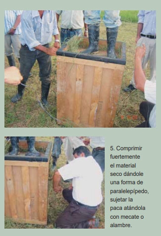 Guía de suplementación alimenticia estratégica para bovinos en época seca - Image 53
