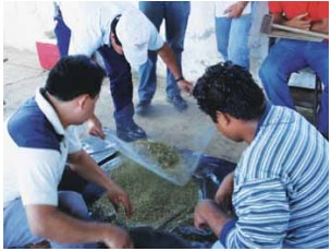 Guía de suplementación alimenticia estratégica para bovinos en época seca - Image 78