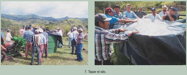 Guía de suplementación alimenticia estratégica para bovinos en época seca - Image 22