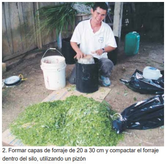 Guía de suplementación alimenticia estratégica para bovinos en época seca - Image 40
