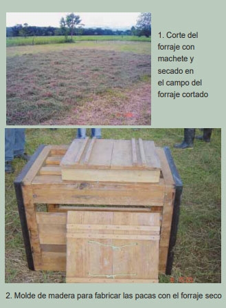 Guía de suplementación alimenticia estratégica para bovinos en época seca - Image 50