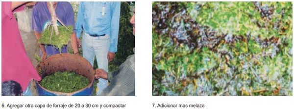 Guía de suplementación alimenticia estratégica para bovinos en época seca - Image 28