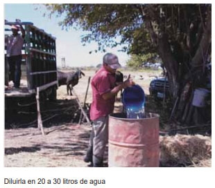 Guía de suplementación alimenticia estratégica para bovinos en época seca - Image 90