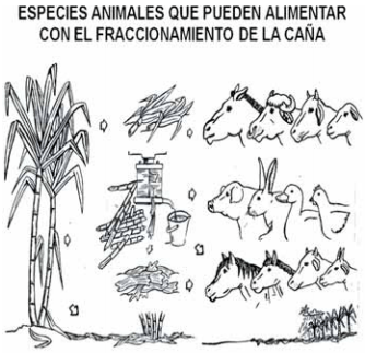 Guía de suplementación alimenticia estratégica para bovinos en época seca - Image 56