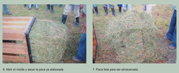Guía de suplementación alimenticia estratégica para bovinos en época seca - Image 54