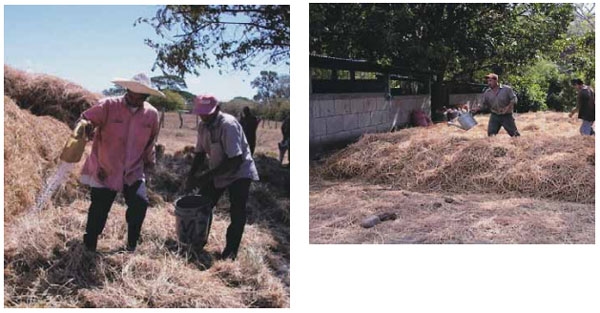 Guía de suplementación alimenticia estratégica para bovinos en época seca - Image 91